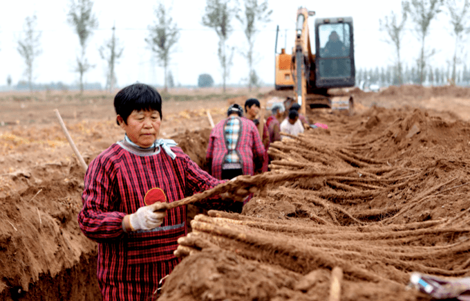三十年老機(jī)手談選玉米收割機(jī)訣竅：回本快、服務(wù)好 (圖2)